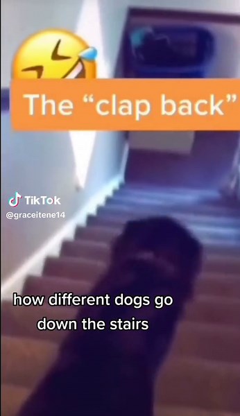 this is so funny #fyp #fypシ #trending #funny #dogs #dogsoftiktok #comidy #fail #stairs