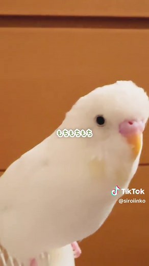 セキセイインコの可愛い日常