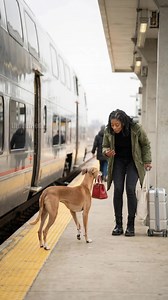 9.3M views · 144K reactions | A woman accidentally drops her red handbag at a busy train station. A vigilant pharaoh hound finds the bag and protects it from a thief, eventually returning it to the surprised and grateful owner. | Vu Family | Facebook
