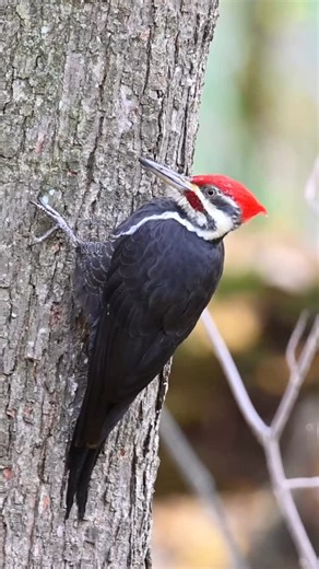 The biggest woodpecker in North America. The pileated woodpecker. This one was just taking a break from foraging. As a wildlife photographer it gives me great pleasure in sharing the birds, squirrels, deers, lizards, insects and many other creatures that I’ve photographed with the world. #wildlifephotography #chipmunk #wildlife #nature #doves #grassquits #Orioles #bluequits #AuntieKatiebird #Mangrovecuckoo #Jamaicanwoodpecker #grounddoves #Jamaicanbirds #whitechinthrush #smoothbilledani #oliveth