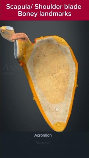 Scapula/Shoulder blade boney landmarks | Anatomy of the Scapula