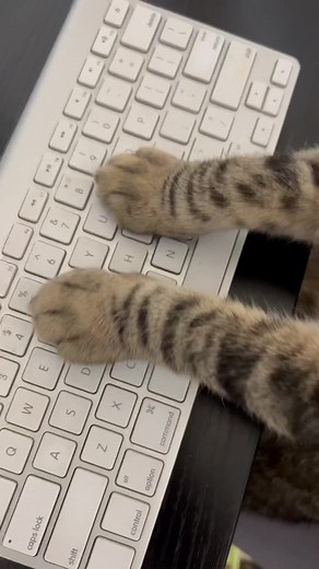 Cat Typing Meme: Funny Feline Office Moments
