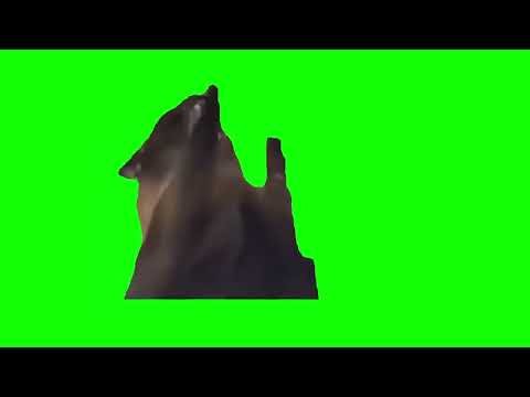 【左右反転/猫ミーム素材】発狂 絶叫 悲鳴 悶絶 もがく 叫ぶ 猫 screaming cat meme green screen【グリーンバックスクリーン】