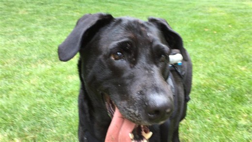 Class, your assignment today: -Get near your dog, turn up the volume and play this video. *Jack's World not responsible for zoomies, confused looks on pups, spilled coffee or other damaged items. | Jack's World