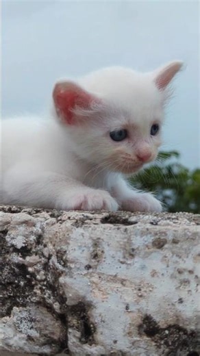 Baby Cat Soft Meowing Sounds 🐱 #babycat #meowing #sounds