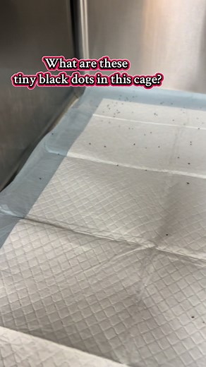 Capstar: Effective Flea Treatment for Pets