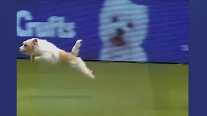 Olly the Jack Russell terrier has become an internet sensation after crashing through barriers, wiping out and running in the wrong direction during his performance at the 2017 Crufts Dog Show in England. http://cnn.it/2nlJSgC | CNN