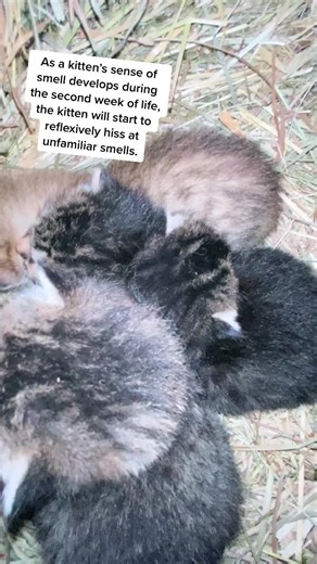 Baby Kitten Hissing Explained: Understanding Their Sounds