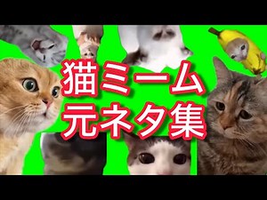（超厳選）猫ミーム元ネタ素材集 #猫マニ #猫ミーム #猫ニチ #meme