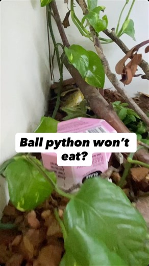 Reptiles and Research on Instagram: "My ball python didn’t eat, here’s what I do #ballpython #reptiles #snakes"