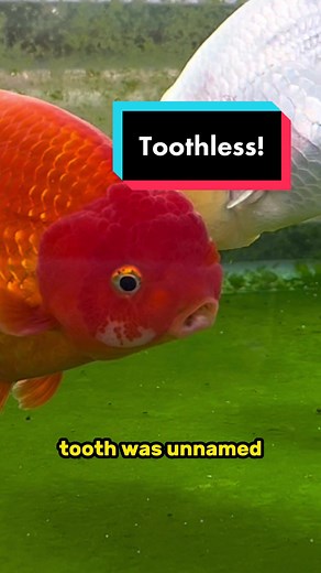 Toothless the Ranchu: Goldfish Loses a Tooth!