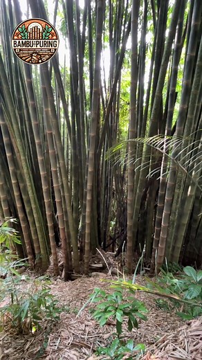 Kuliner Makanan Bambu Petuk Asli di Magelang
