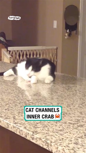 Cat channels inner crab | Furry Tails