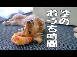SHORT＊VIDEOおうち時間【空の日常動画】#090 ミニチュアダックスフンド