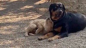 Retriever puppy nervously befriends big rottweiler