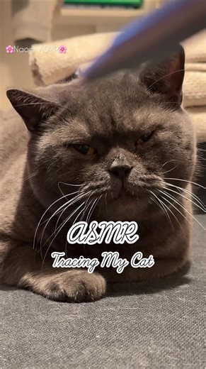 Tracing My Adorable Cat in ASMR Style