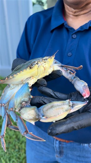 The Live Whale Soft Shells are here!😄🧡🦀‼️😋 $9.95/ea. Today we also have Fresh Gulf Oysters, Fresh Catfish Fillets, Live Blue Crabs, and lots more!😁🦪🐟🦀🦐🐊 (713) 939-9393 #livesoftshells #softshellcrab #softshell #livesoftshellcrab #gulfseafood #houstonseafood #cleanedcrabs #gumbo #livebluecrabs #crabboil #crabmeat #FriedCrab #htx #Texans #houstontx #houston #snowcrab #DungenessCrab #kingcrab #etouffee #catfish #oysters #shrimp #crawfish #crawfishtails #livecrawfish | Kris'es Wholesale Se