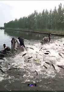 465K views · 2.9K reactions | Wow, that's great. Too Many Fish  | Media 2 | Facebook