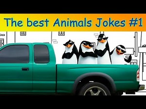 The best Animal Jokes - Penguins, Parrots, and the Frog Jokes - The best Jokes ever