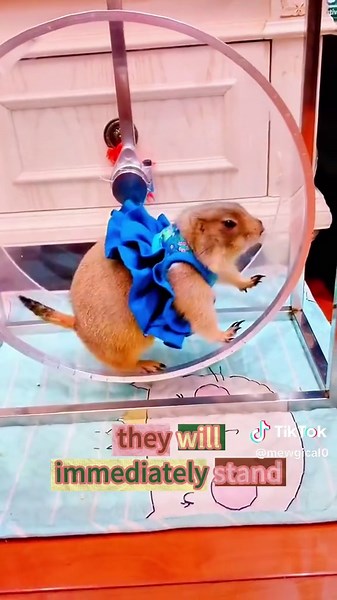 Discover Fun Facts About Prairie Dogs