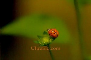 Ladybug takeoff at 7000 FPS.