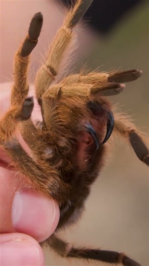 Tarantula BITE Test!