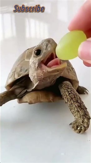 incredible animal transformation !!