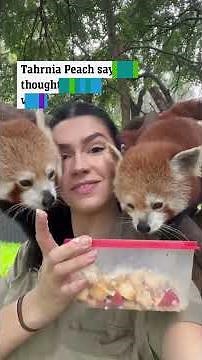 Woman drops her day job to become zoo keeper