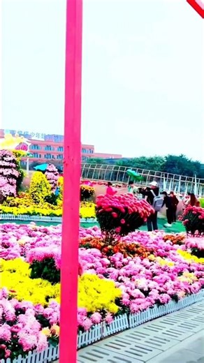 Unbelievable Colors in the Desert | UAE Flower Wonderland #Shorts