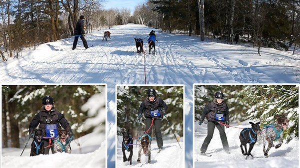 Micro-mushing: A winter adventure for every dog lover