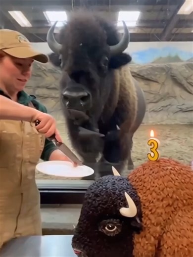 Zookeepers SHOCK Buffalo with Predator CAKE! (His REACTION is PRICELESS)😮