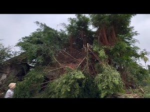 Dangerous Tree Cutting from Above | This Giant Tree Had a Crazy Root System