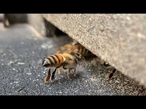 🌞 Live: Bees on the Move — Collecting Pollen to Power the Hive! 🐝