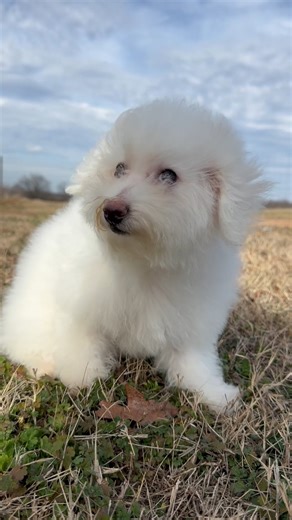 Bichon Frise puppy for sale