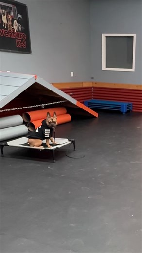 Master Dog Edgar blowing us all away with his enthusiasm on day #1🔥😎 You’re going to be a rockstar Edgar! 🎸🎸🎸 #dogtraining #boisedogtraining #dogsofboise