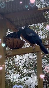 Victoria crowed pigeons building the nest #birds #pigeons | Henry Backyard
