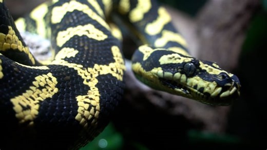 Snake, Viper, Head. Free Stock Video