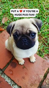 Put a ❤️ if you're a huge pug fan! #pug #pugs #dog | It's a Pug Thing