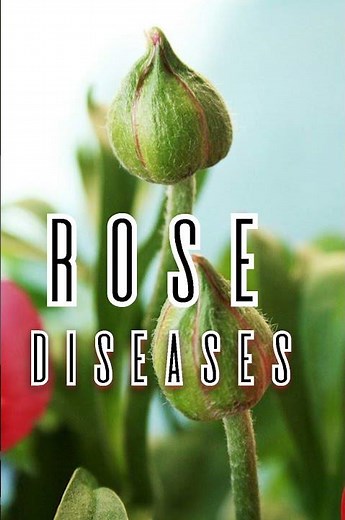 Rose Diseases