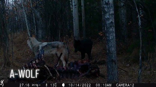 ‏#wolf #wolves #wolfpac #wolfhowling