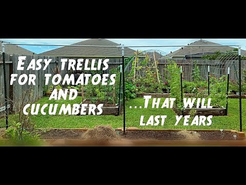 Making an inexpensive trellis that will last several years using T-Post. | Houston Garden Zone 9a