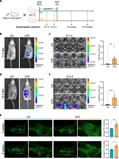 Protein restriction during pregnancy alters Cdkn1c silencing, dopamine circuitry and offspring behaviour without changing expression of key neuronal marker genes - Scientific Reports