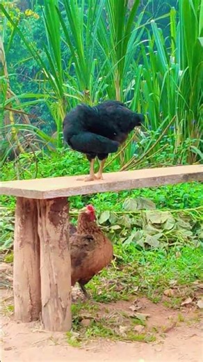 Goat playing with black naati chicken in peaceful countryside life