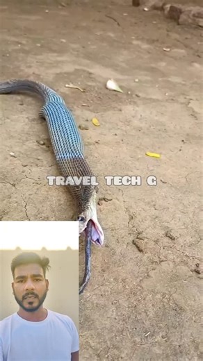 TRAVEL TECH G on Instagram: "The small snake eating big animal"