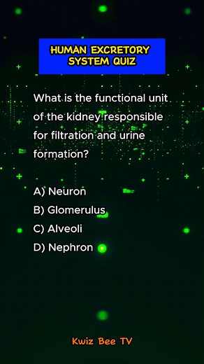 2.4K views · 49 reactions | Human Excretory System Quiz | Where is urine temporarily stored before being eliminated from the body? #science #humananatomy #humanexcretorysystem #quiz #quizbee #knowledge #learning #education #trivia #fbreels #reelsvideo #reelsviral #reelsquiz #reelsfb #fyp #facts #facebookreels #QuizChallenge | Kwiz Bee TV | Facebook