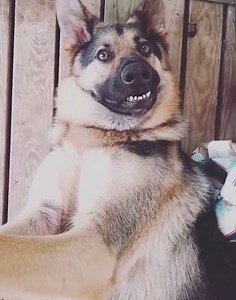 16K views · 1.9K reactions | From Julian Kay | German Shepherd Dogs Australia | Facebook