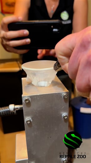 Banded krait venom extractions- Bungarus fasciatus. #elapid #natureisawesome #elapidae #coolsnakes #bungarus #bungarusfasciatus #krait #venomislife #venomoussnake #reptiles #reptilezoo #herpetology #snake #reptile #kyreptilezoo #snakes | Kentucky Reptile Zoo