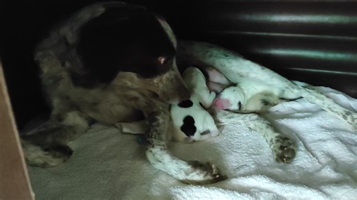 3.7K views · 76 reactions |  Big News from the Pound  Last night —...