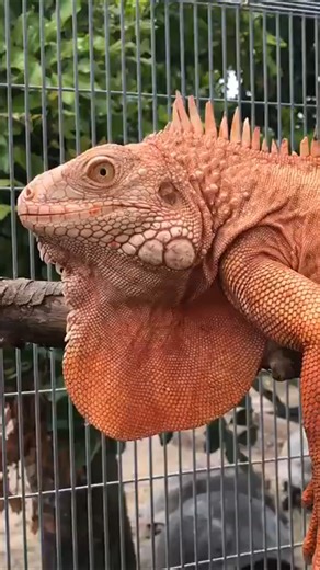 1.2K views · 29 reactions | What do you think of this iguana? | Florida Iguana and Tortoise Breeders | Facebook