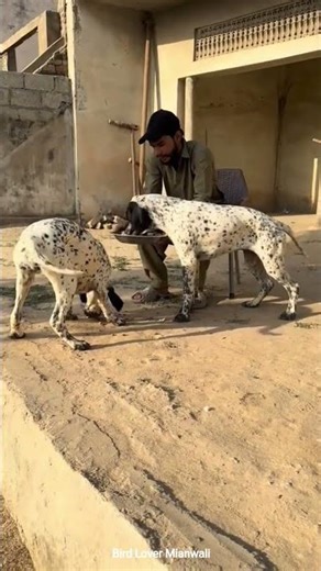 Pointer puppy Hunting dog Hunting season
